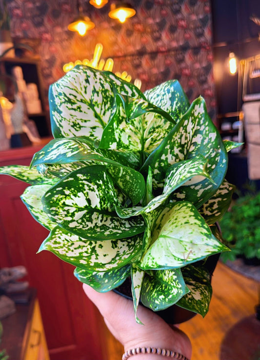 6” Aglaonema Pearls