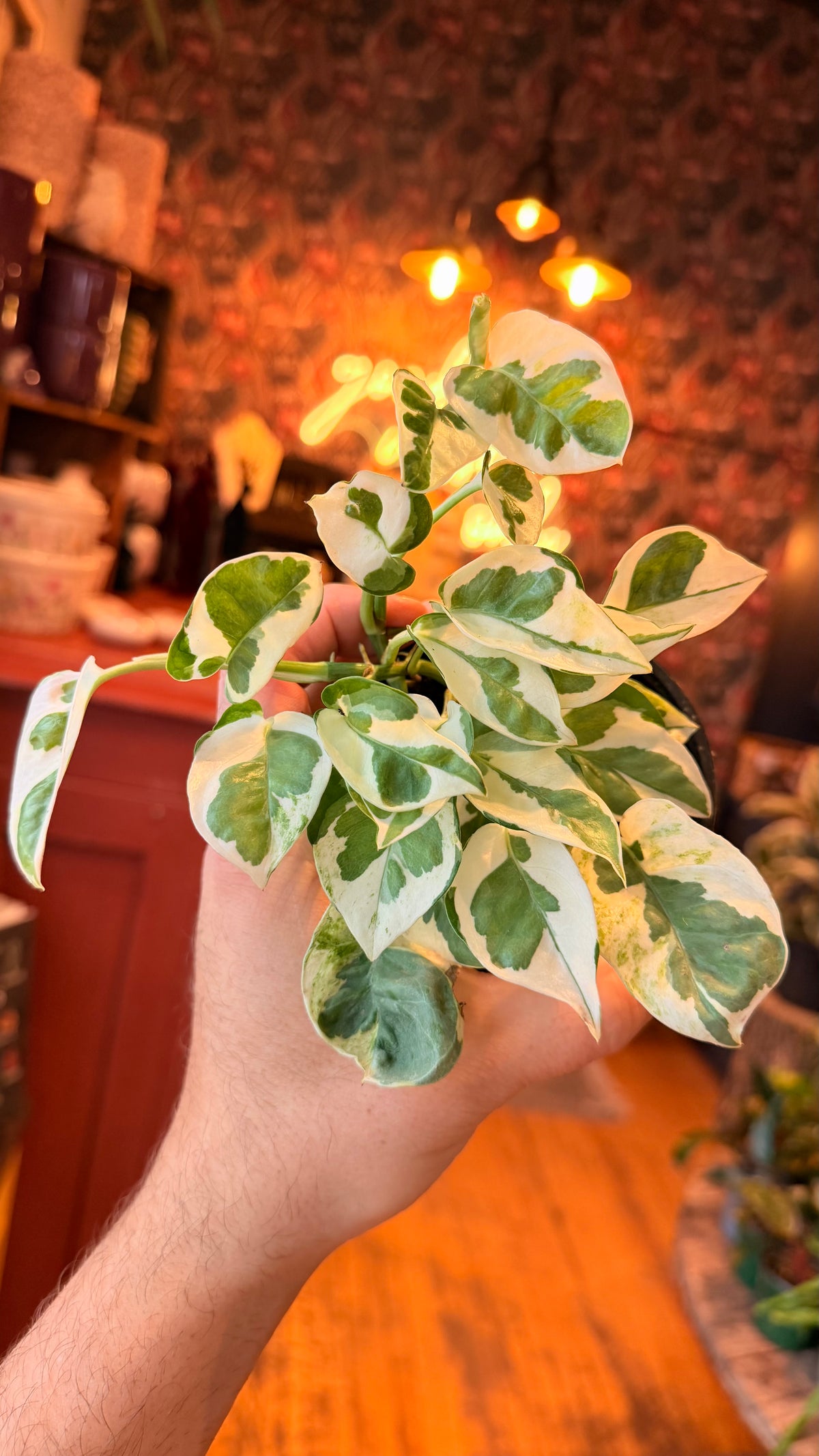 4” Njoy Pothos