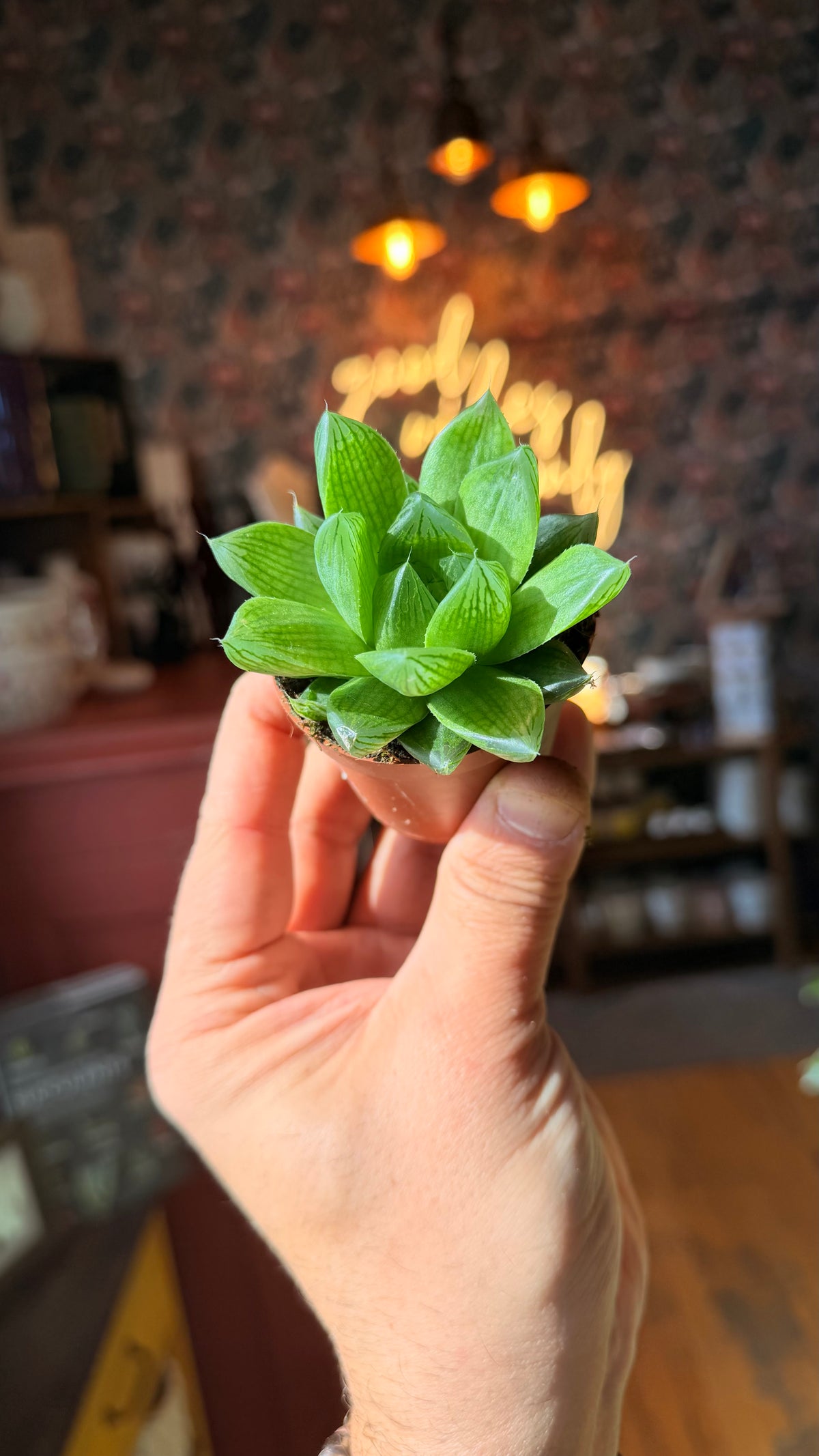 2.5” Haworthia Cooperi