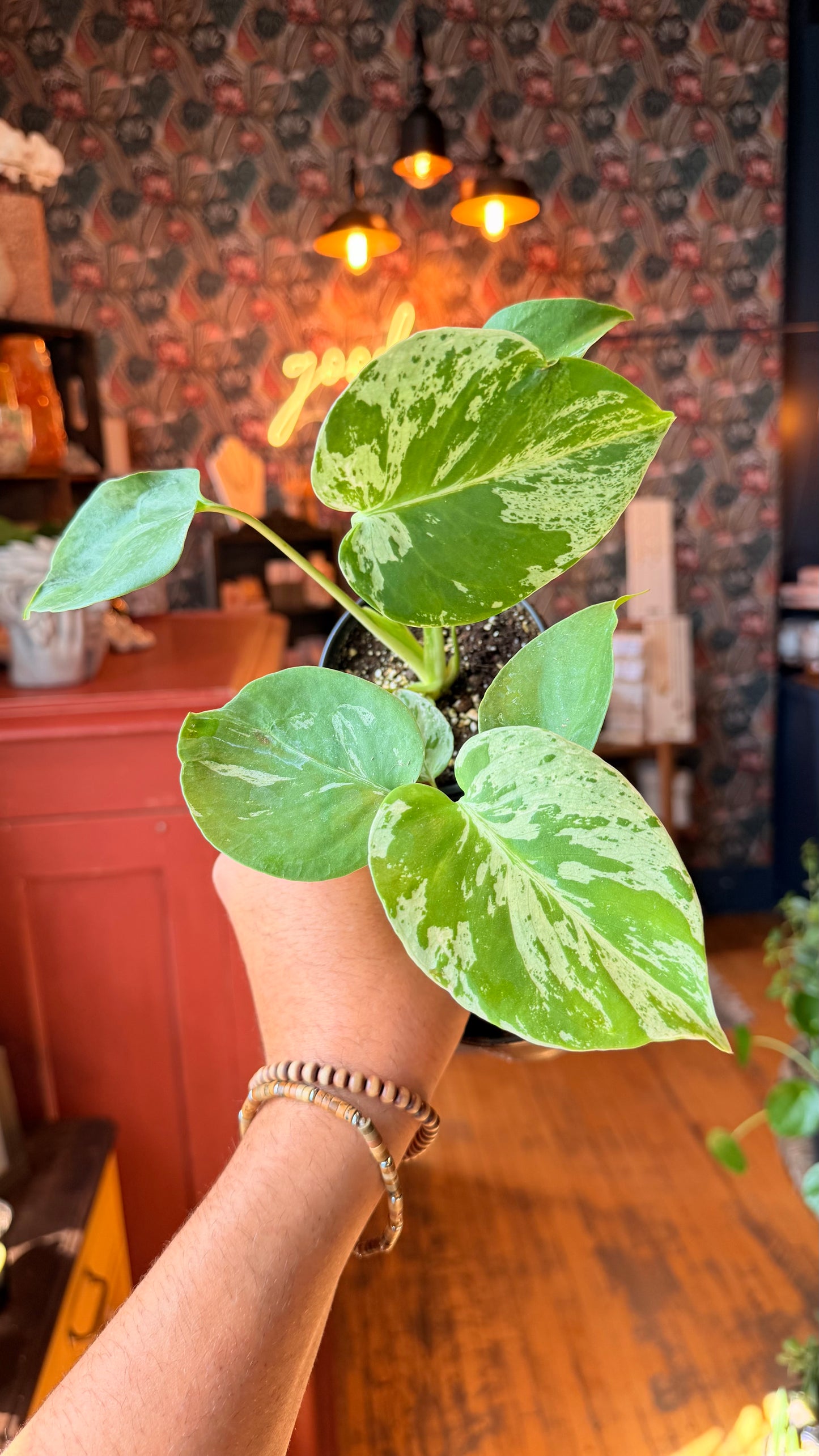 4” Bulbasaur Monstera