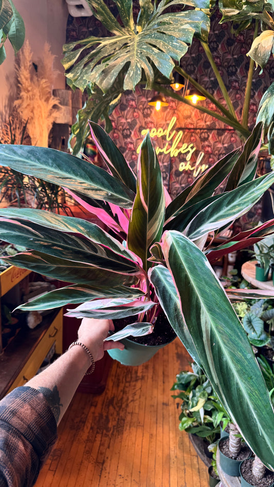 8” Stromanthe Triostar