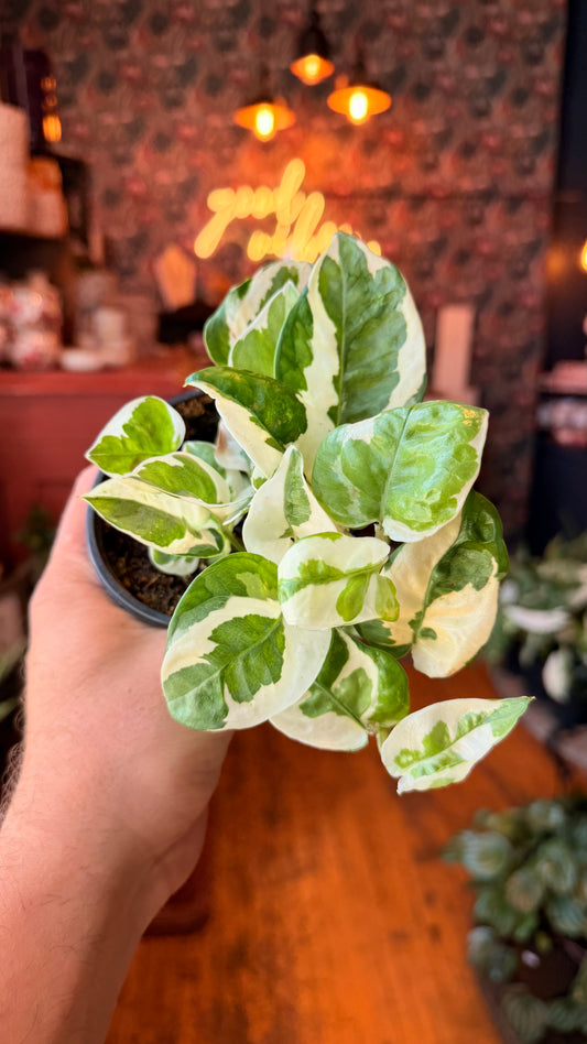 4” Njoy Pothos