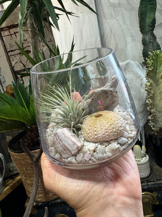 Airplant Vase Arrangement