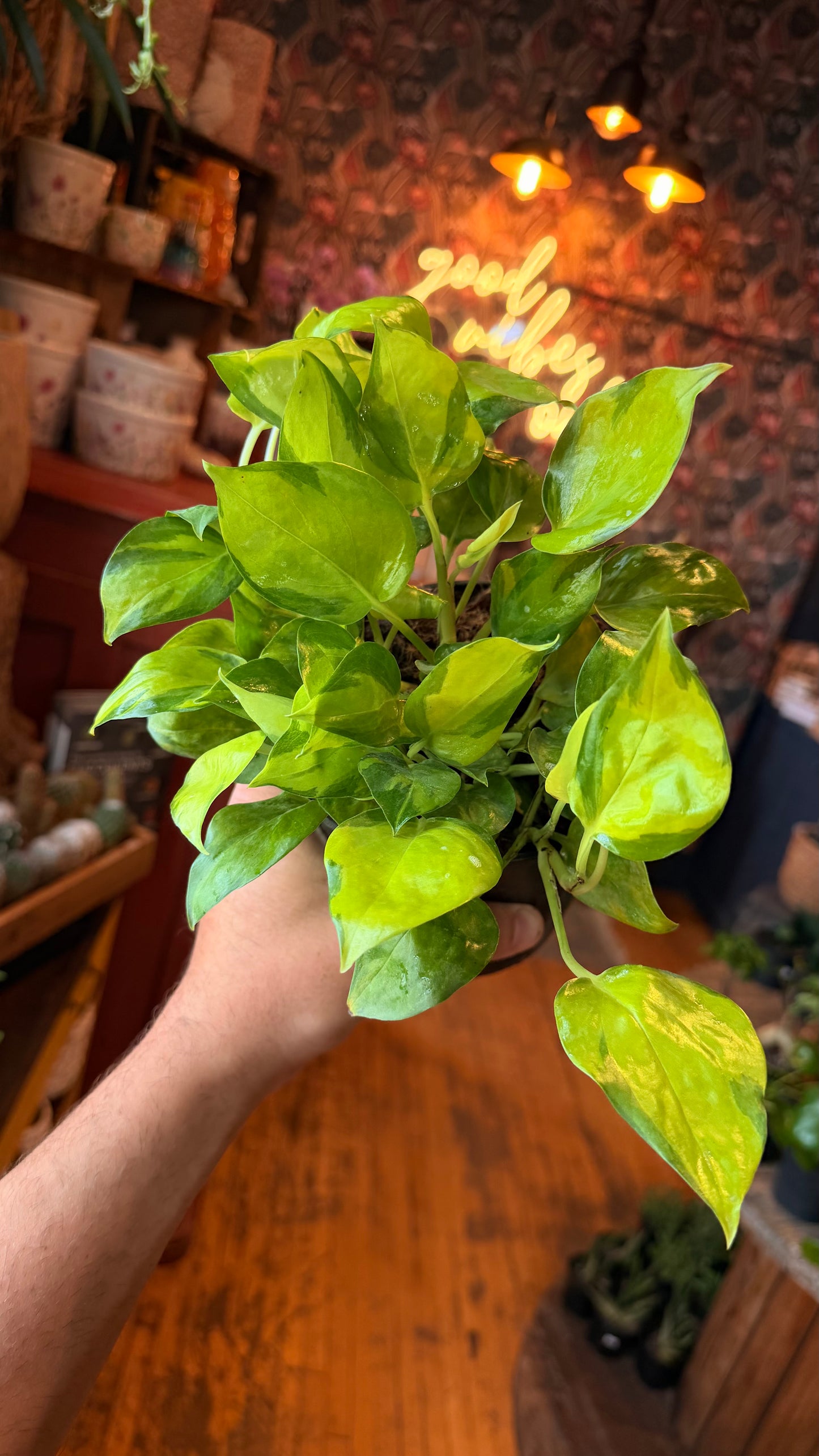 6” Neon Njoy Pothos