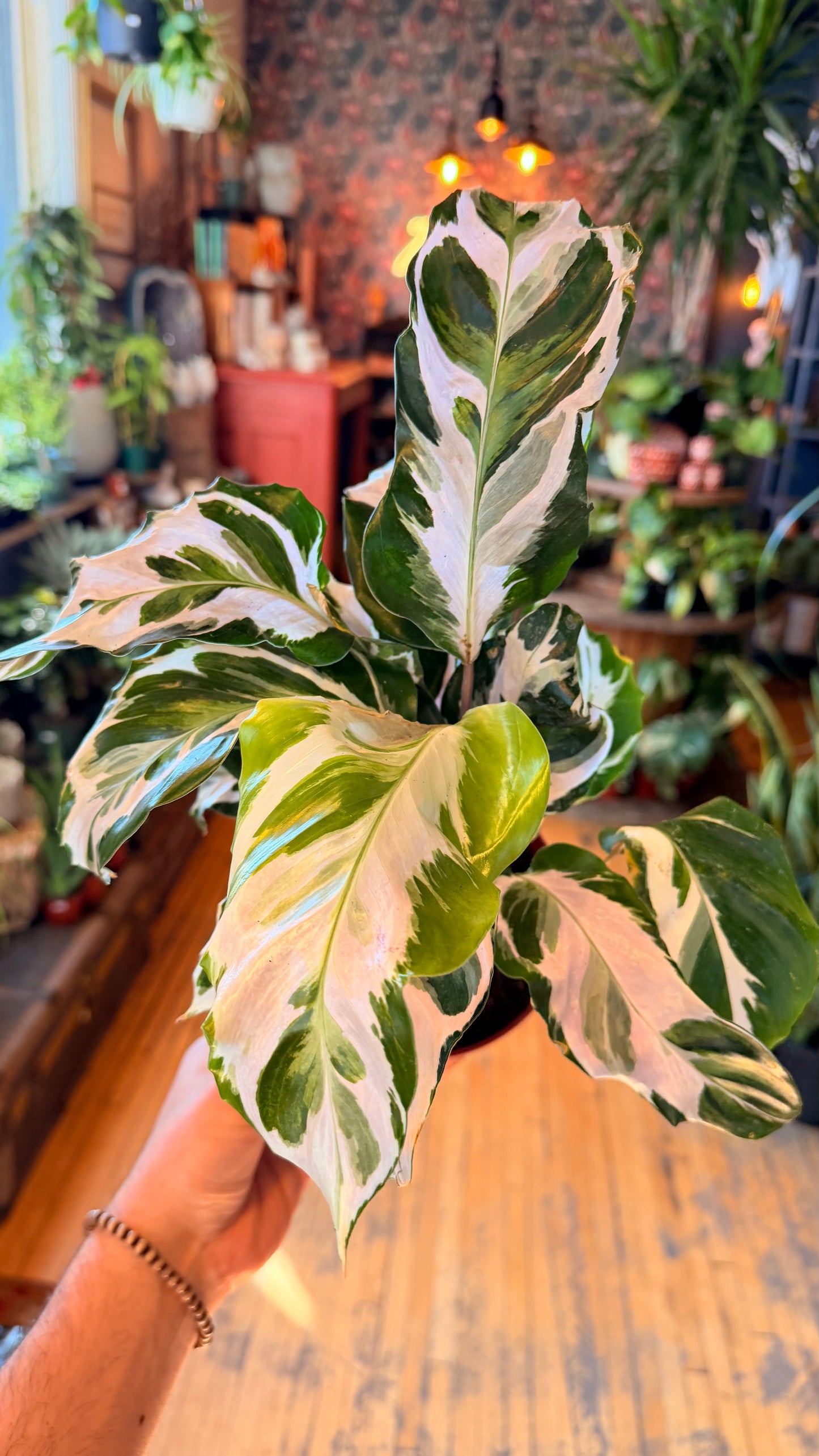 6” Stella Hybrid Calathea