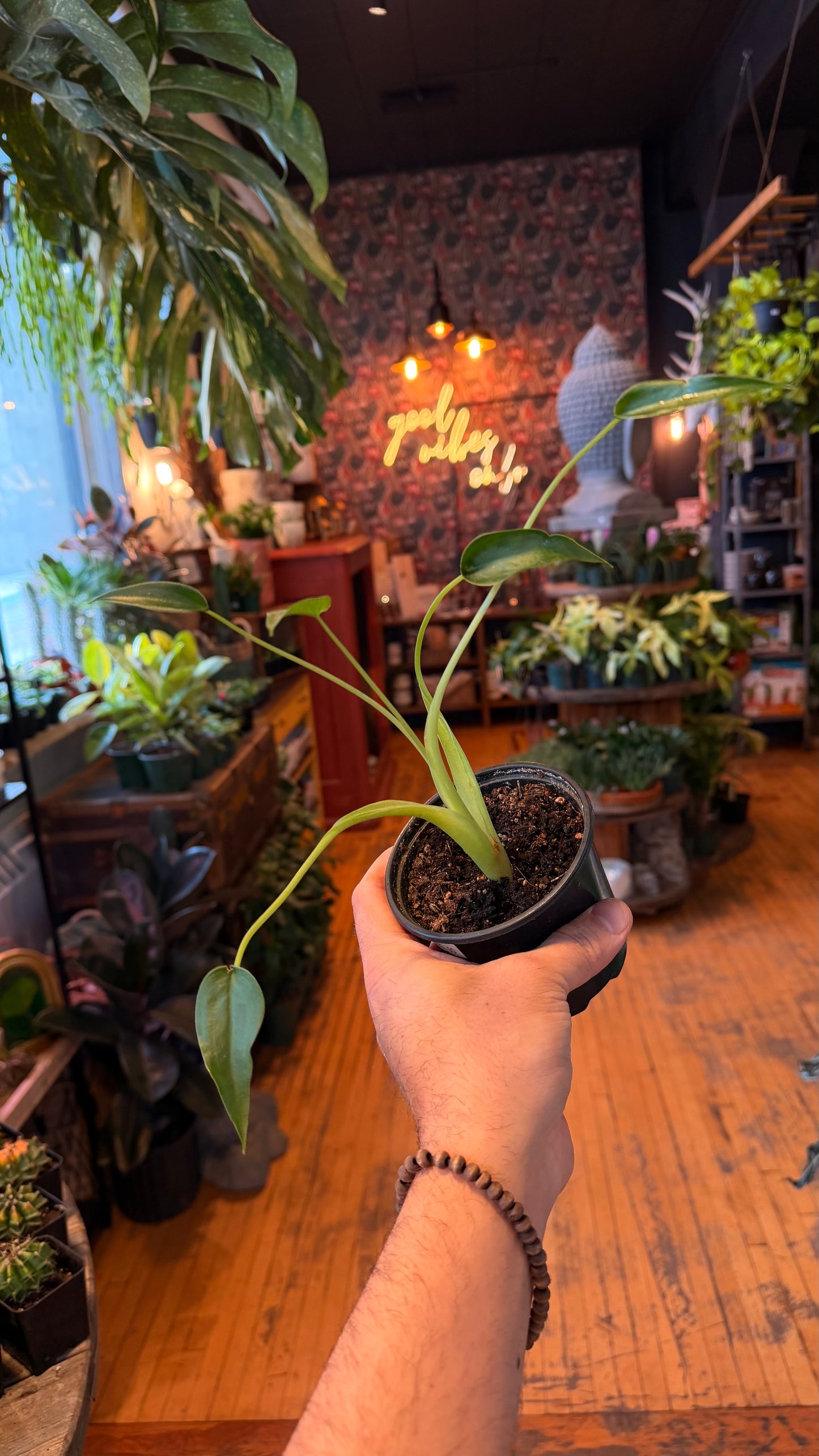 4” Tiny Dancer Alocasia