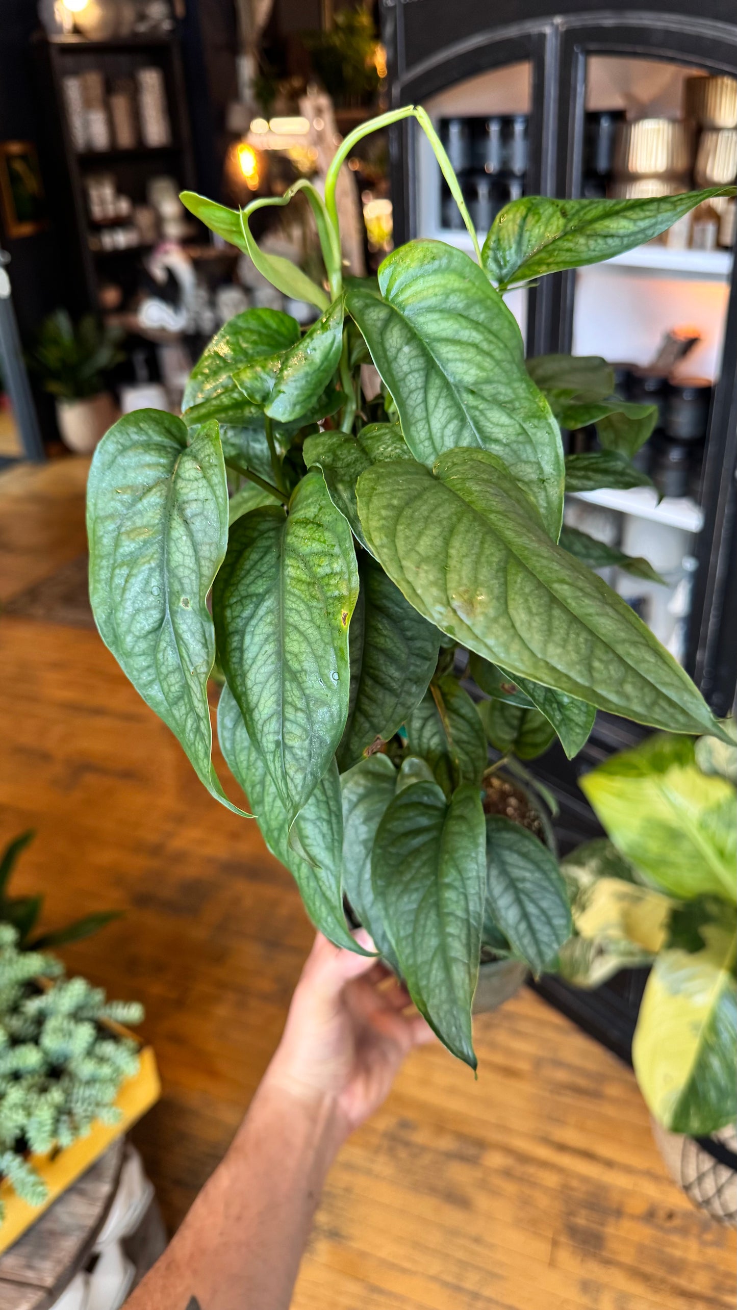 6” Monstera Siltepecana Totem