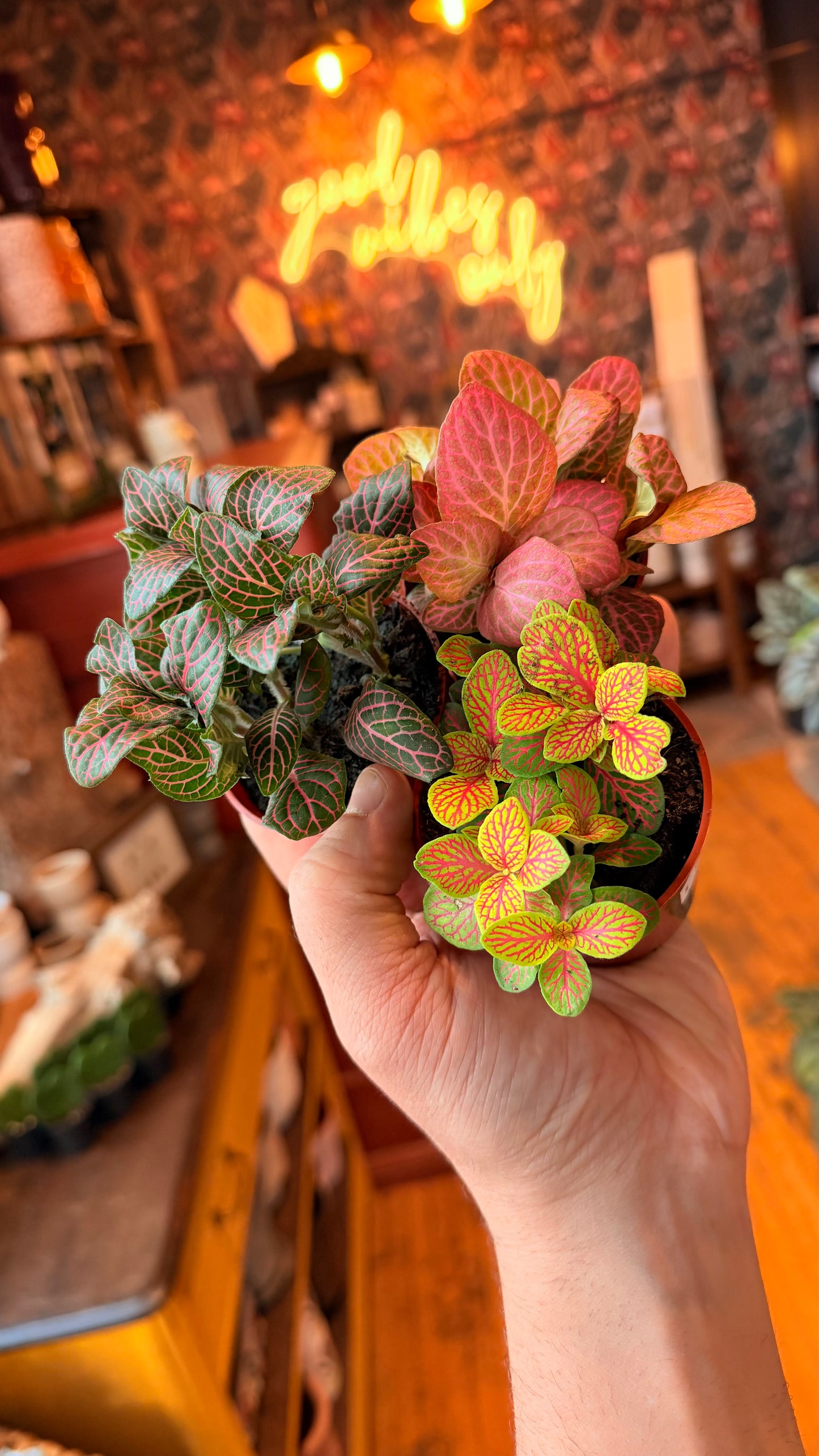 3” Fittonia Nerve Plant Assorted