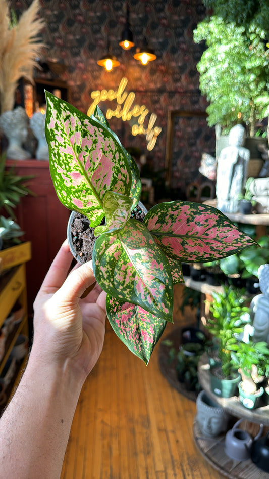 4” Aglaonema Red Valentine