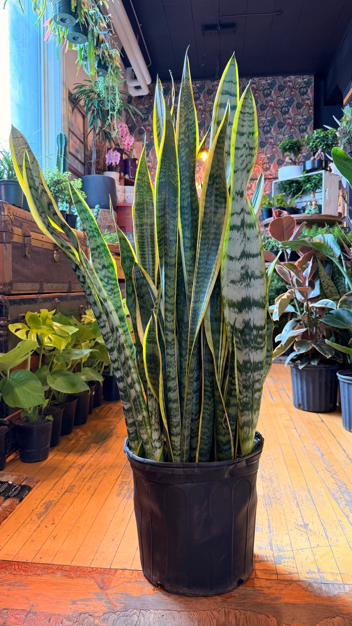 12” Laurentii Snake Plant