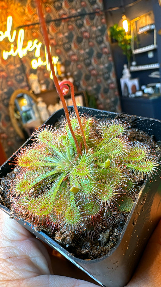 Sundew ‘Spoon Leaf’