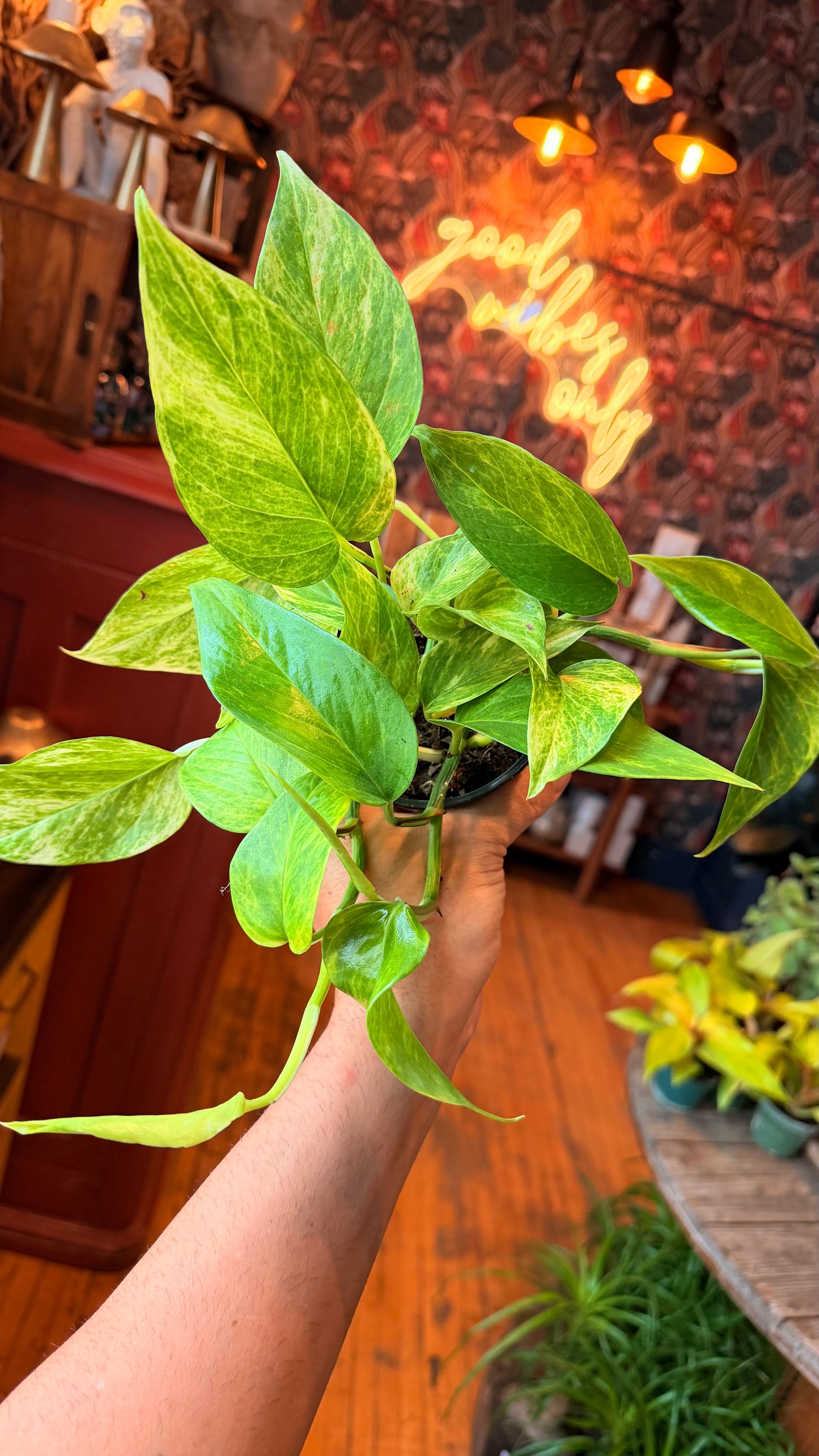 4” Neon Queen Pothos