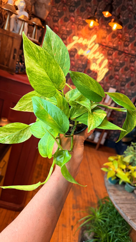 4” Neon Queen Pothos
