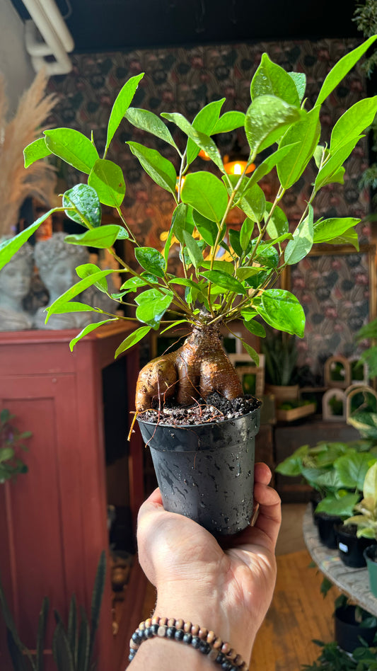 4” Ginseng Bonsai