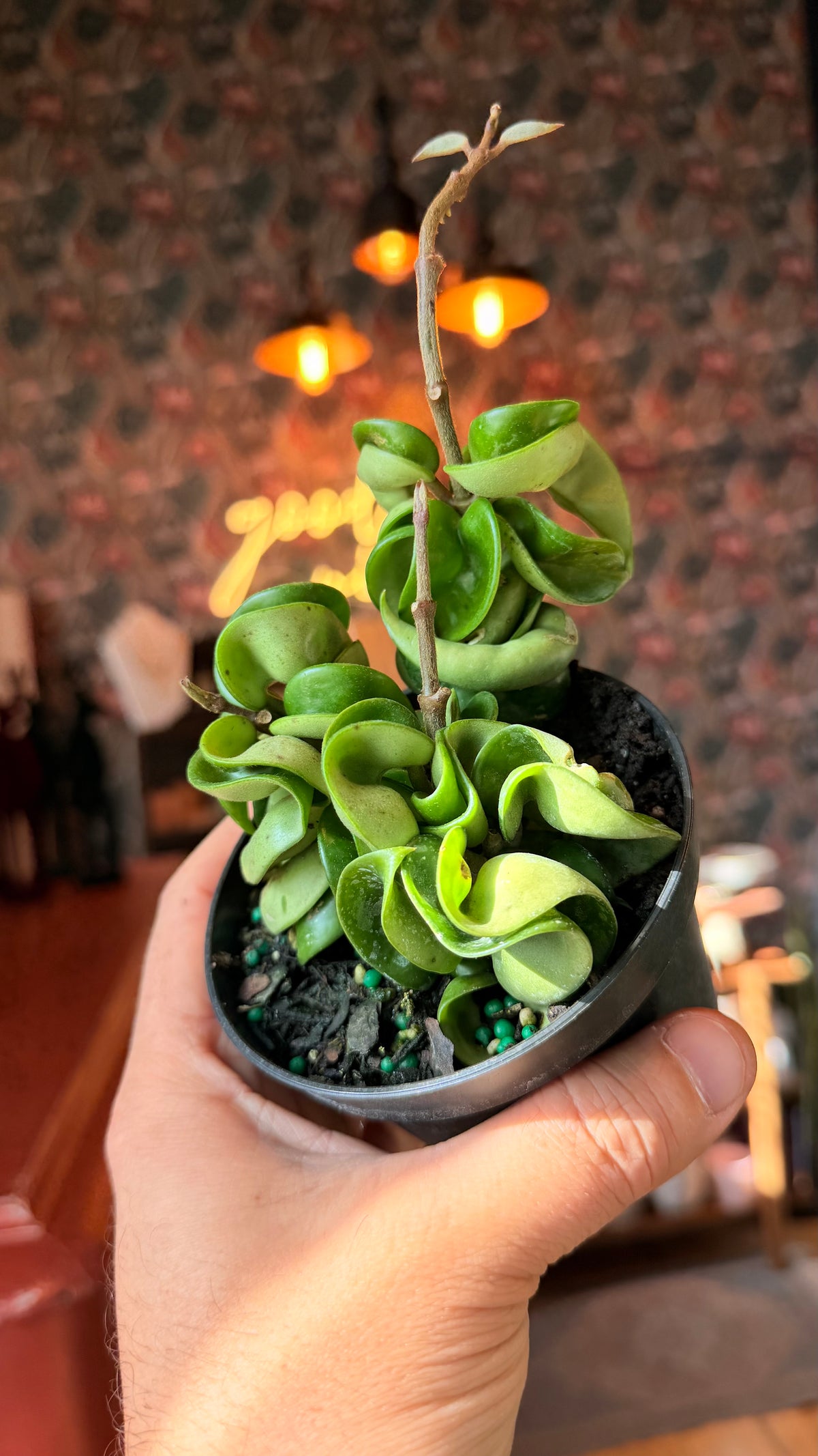 4” Hindu Rope Hoya