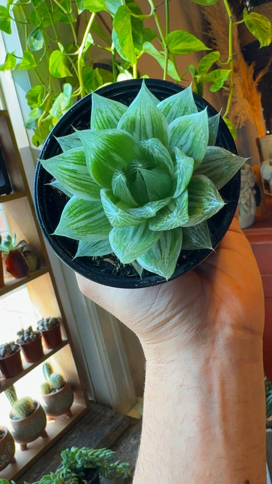 4” Variegated Cooperi Haworthia