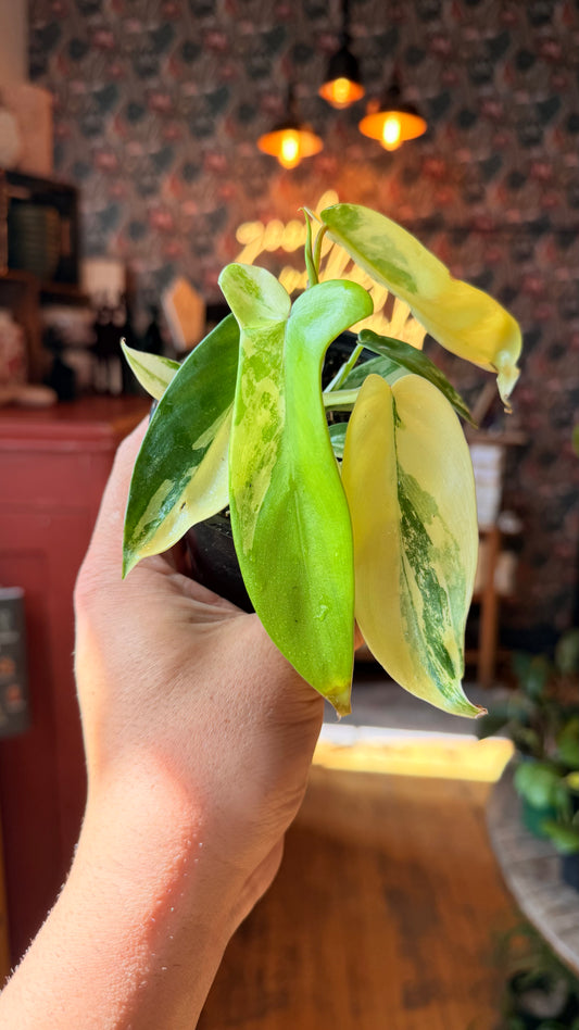 4” Florida Beauty Variegated Philodendron