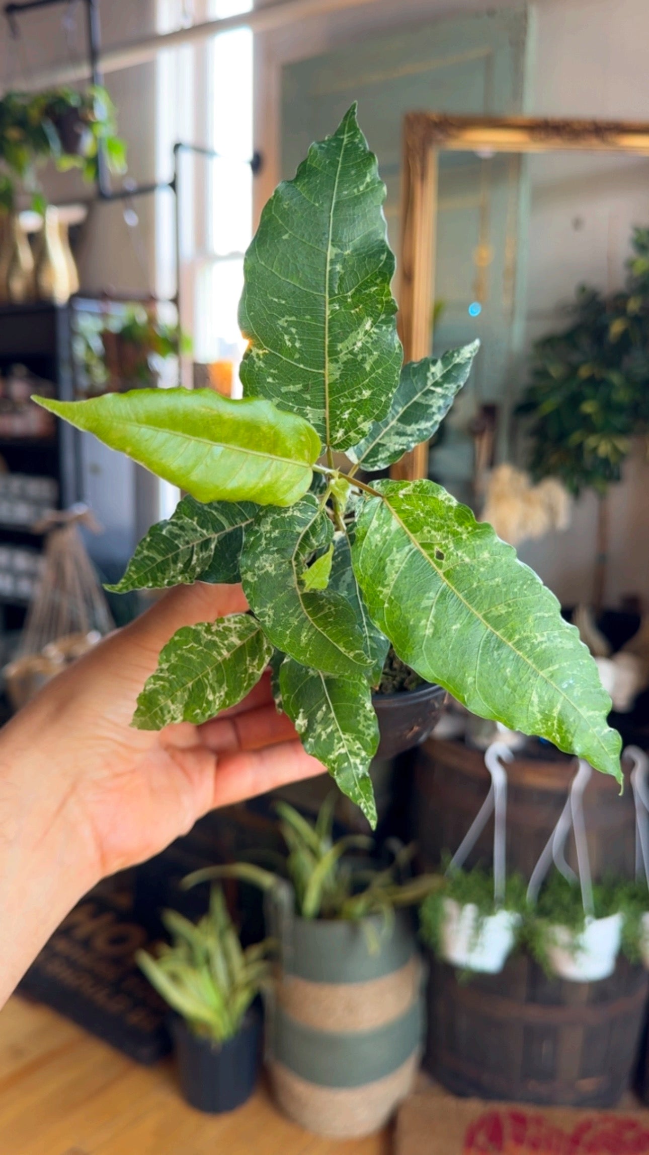 4” Ficus Aspera Variegated