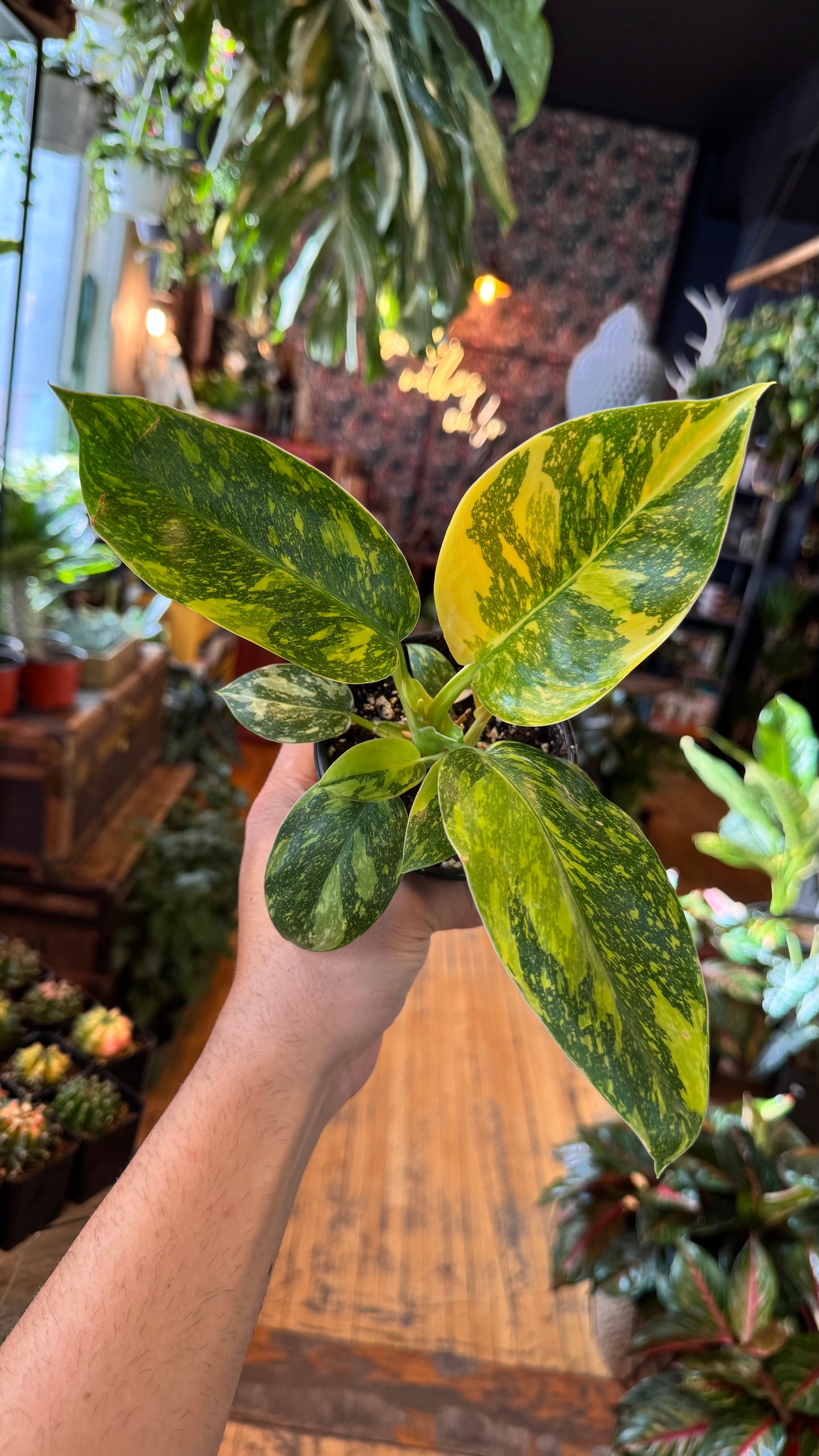 4” Green Congo ‘Nuclear’ Variegated Philodendron