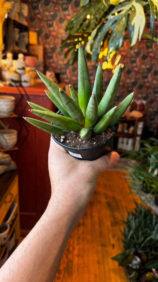 4” Hedgehog Snake Plant