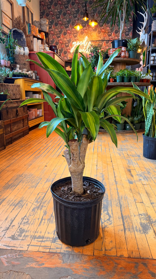 10” Rikki Stump Dracaena