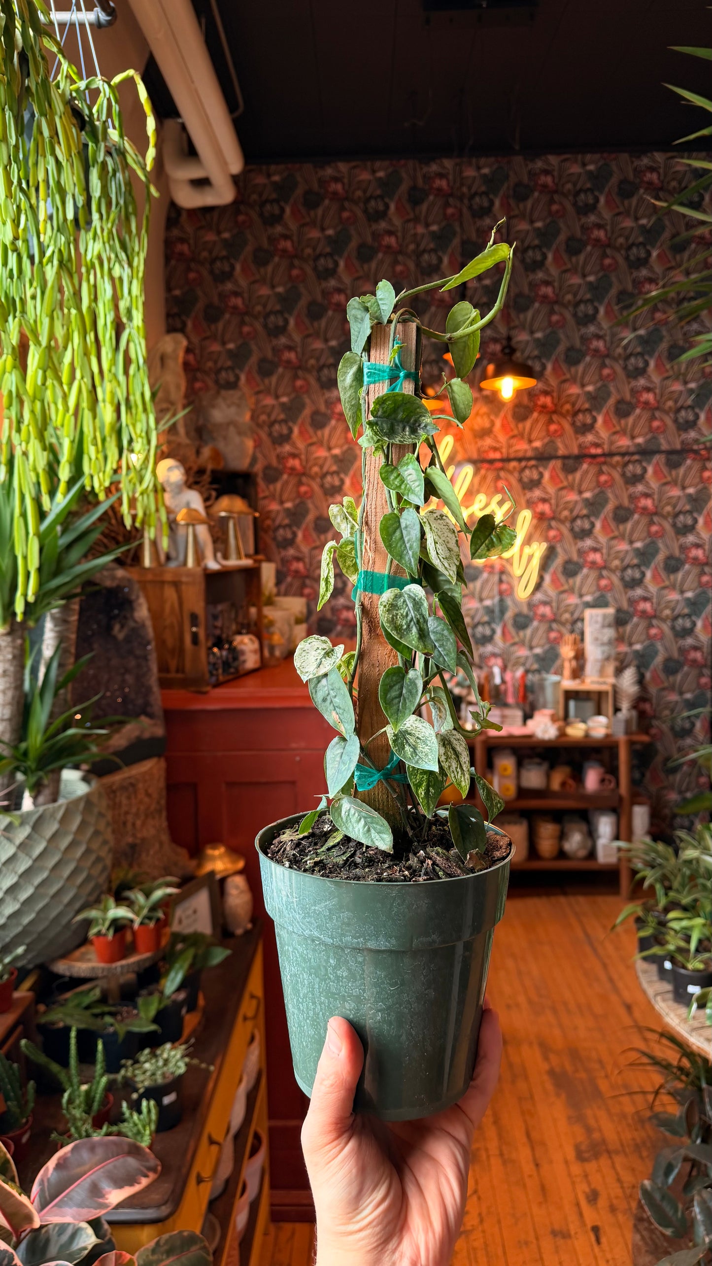 6” Cebu Blue Pothos ‘Ghost’ Variegation