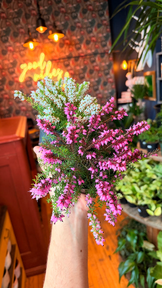 4” Mountain Heather Plant