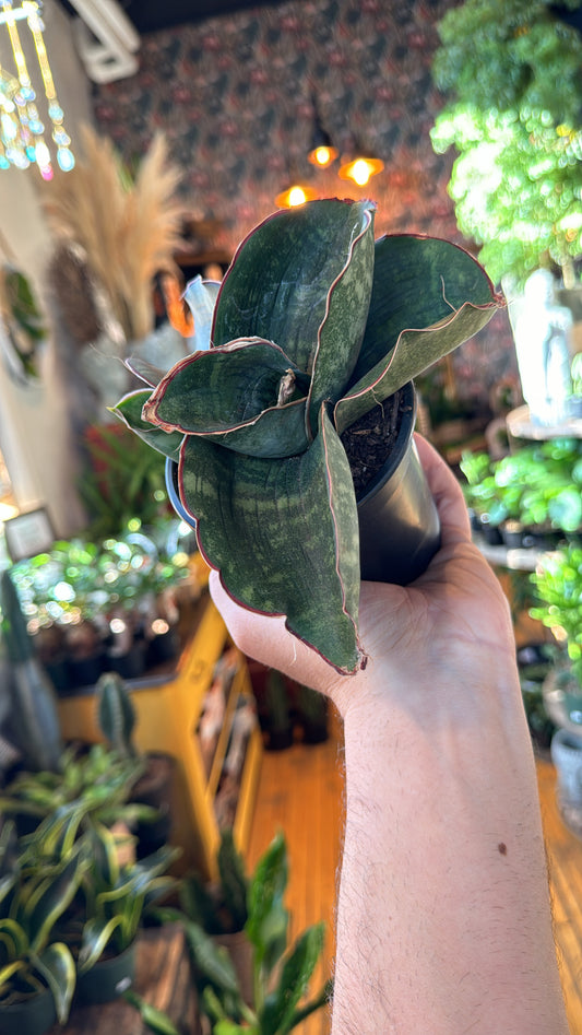 4” Dragon Wing Sansevieria