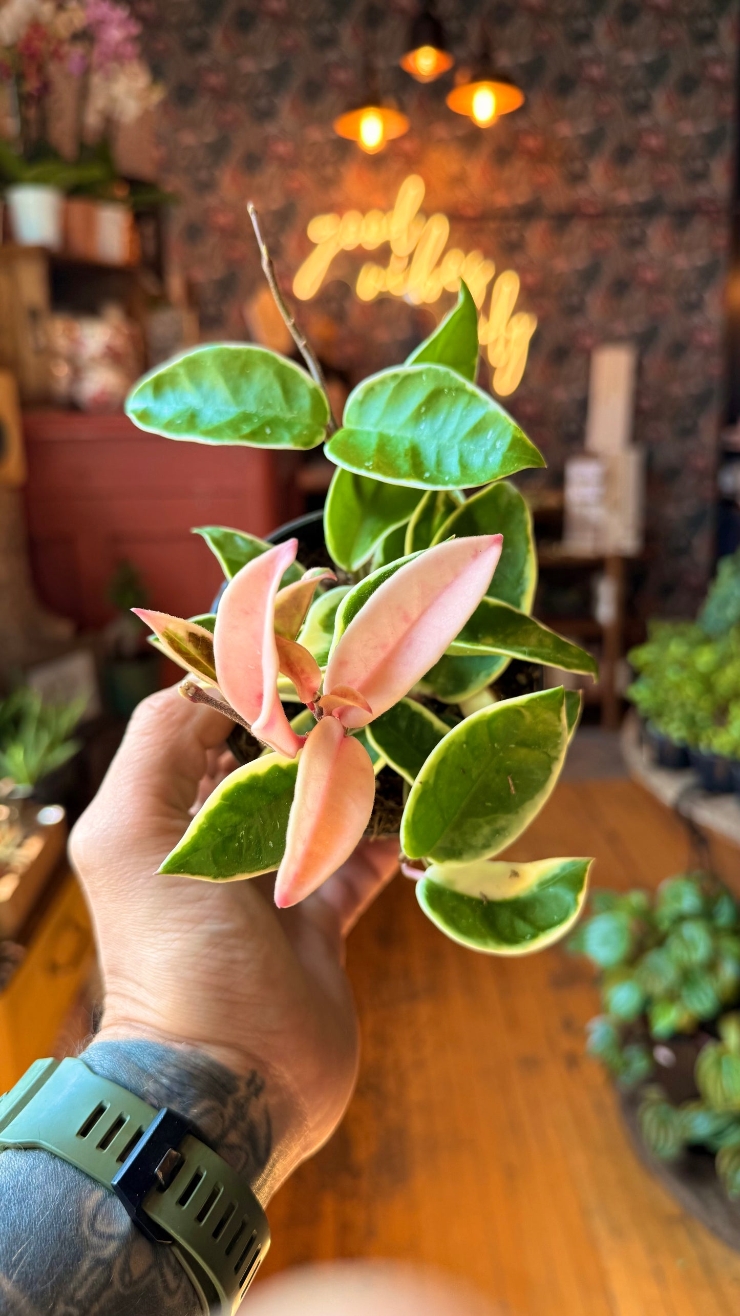 4” Krimson Queen Hoya