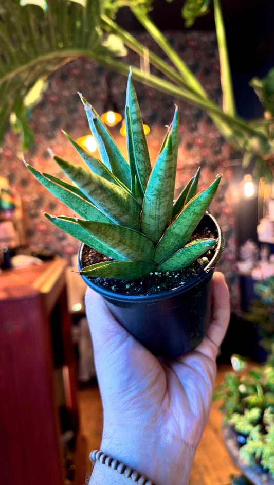 4” Rockman Snake Plant
