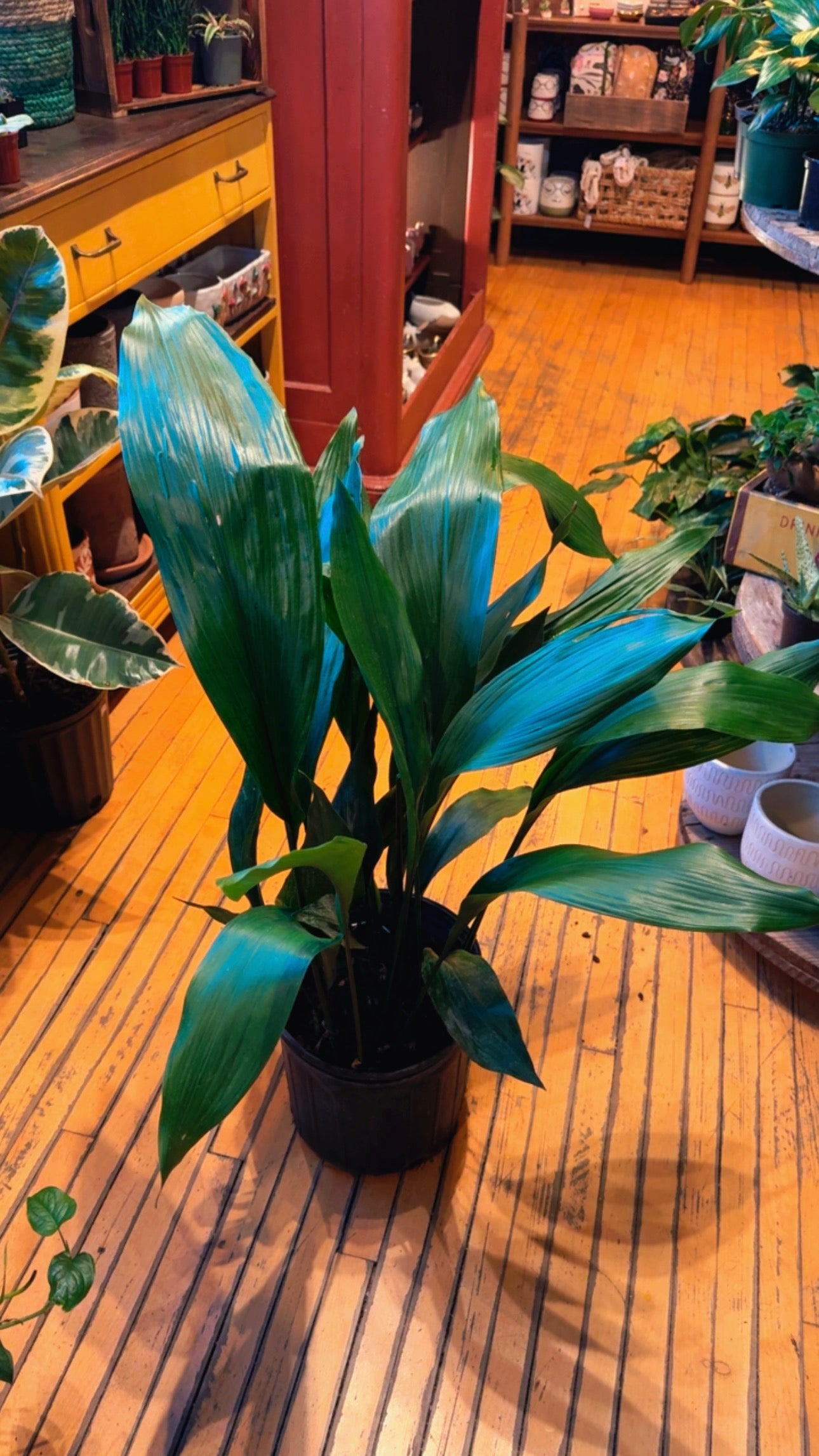 10” Cast Iron Plant