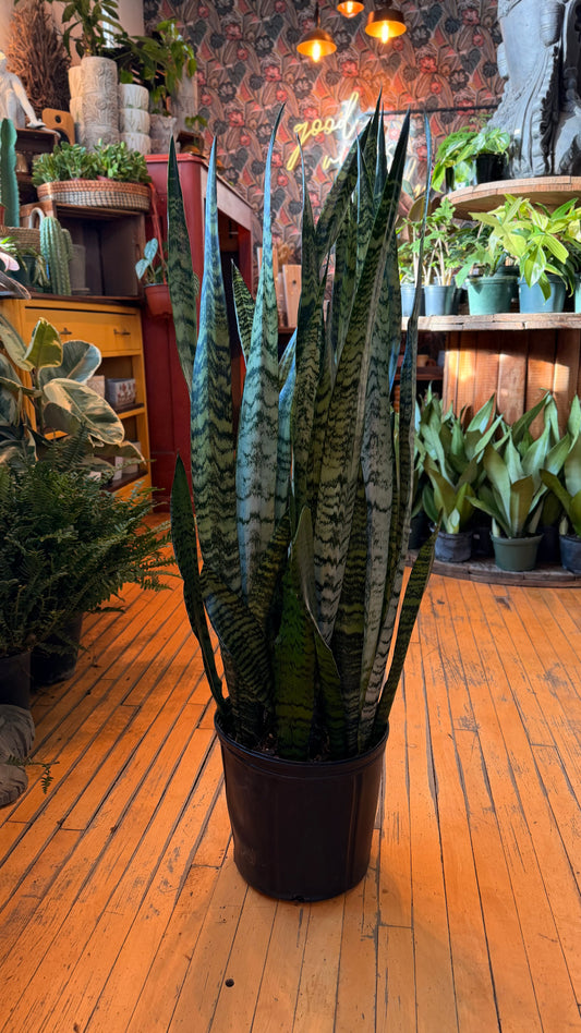 10” Zeylancia Sansevieria