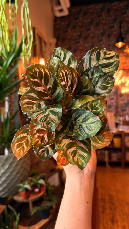 4” Peacock Calathea