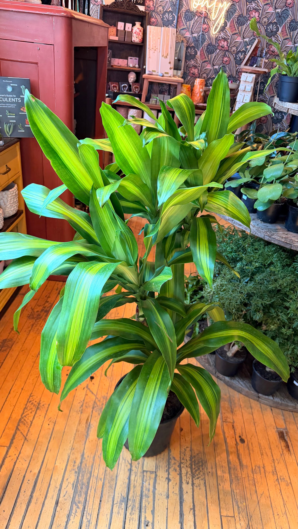 10” Dracaena Mass Cane