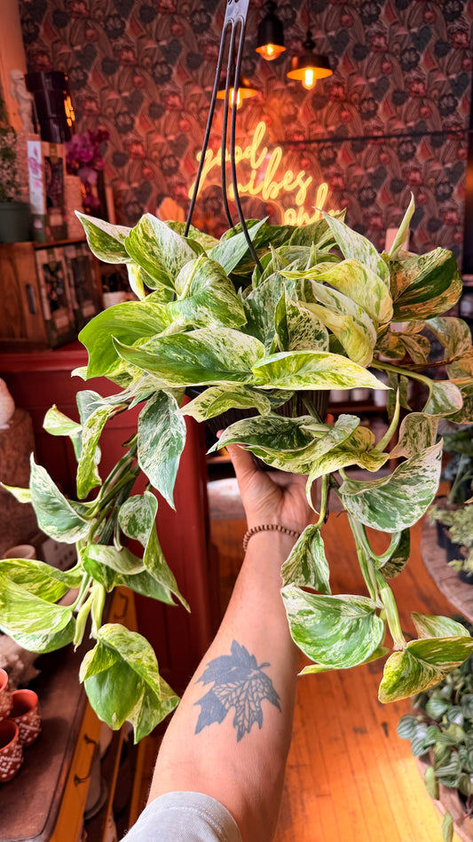 8” Marble Queen Pothos