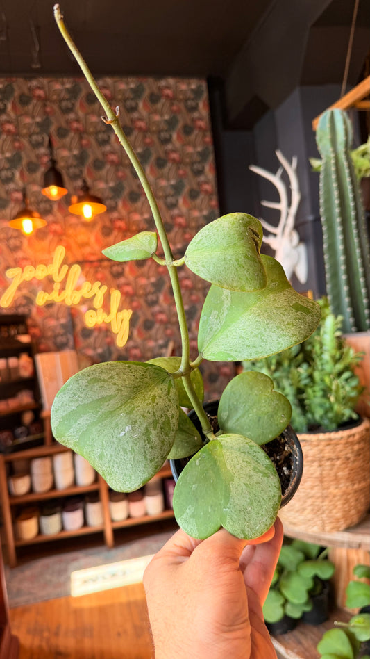 4” Hoya Kerrii Splash