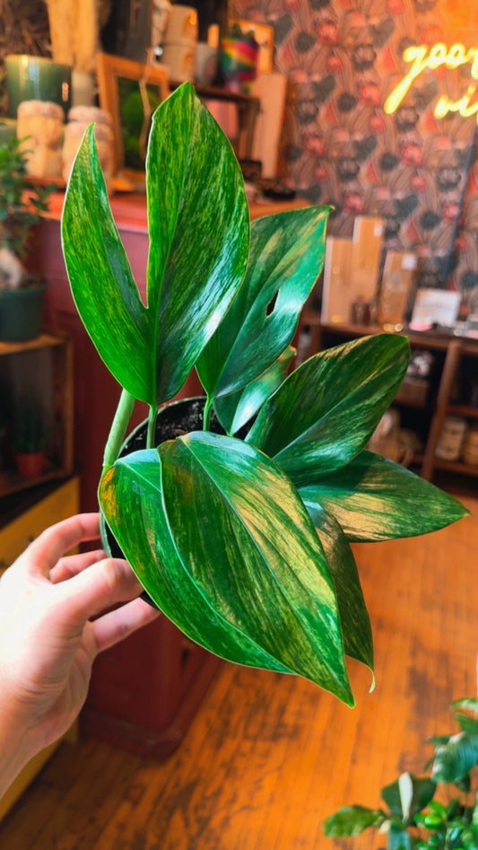6” Rhapidophora ‘Dragon Tail’ Variegated