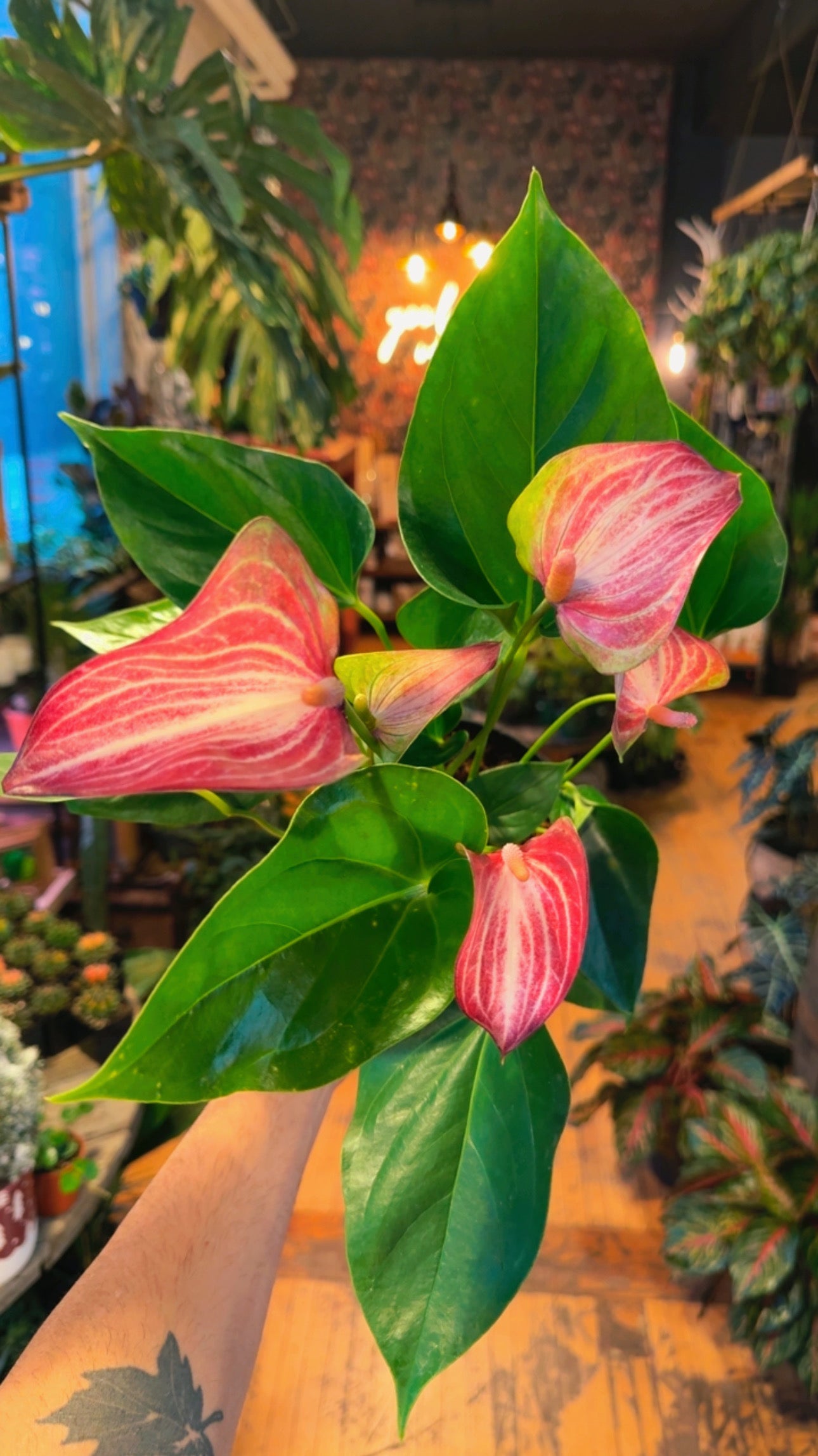 6” Candy Cane Anthurium