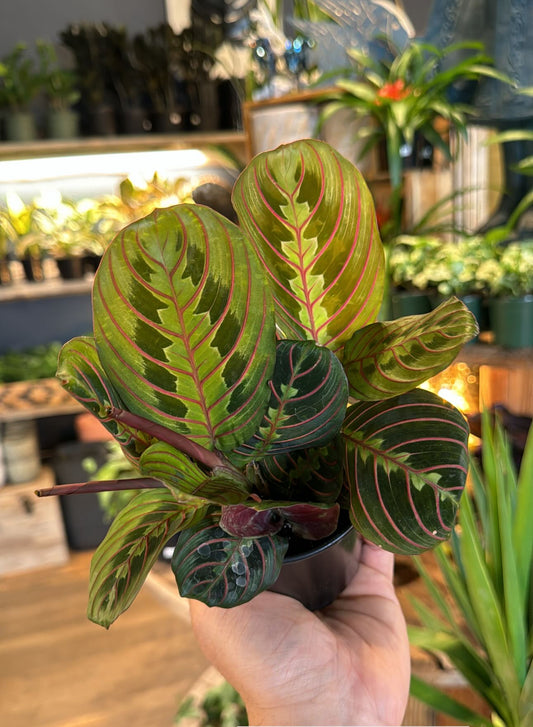 4” Prayer Plant ‘Red’