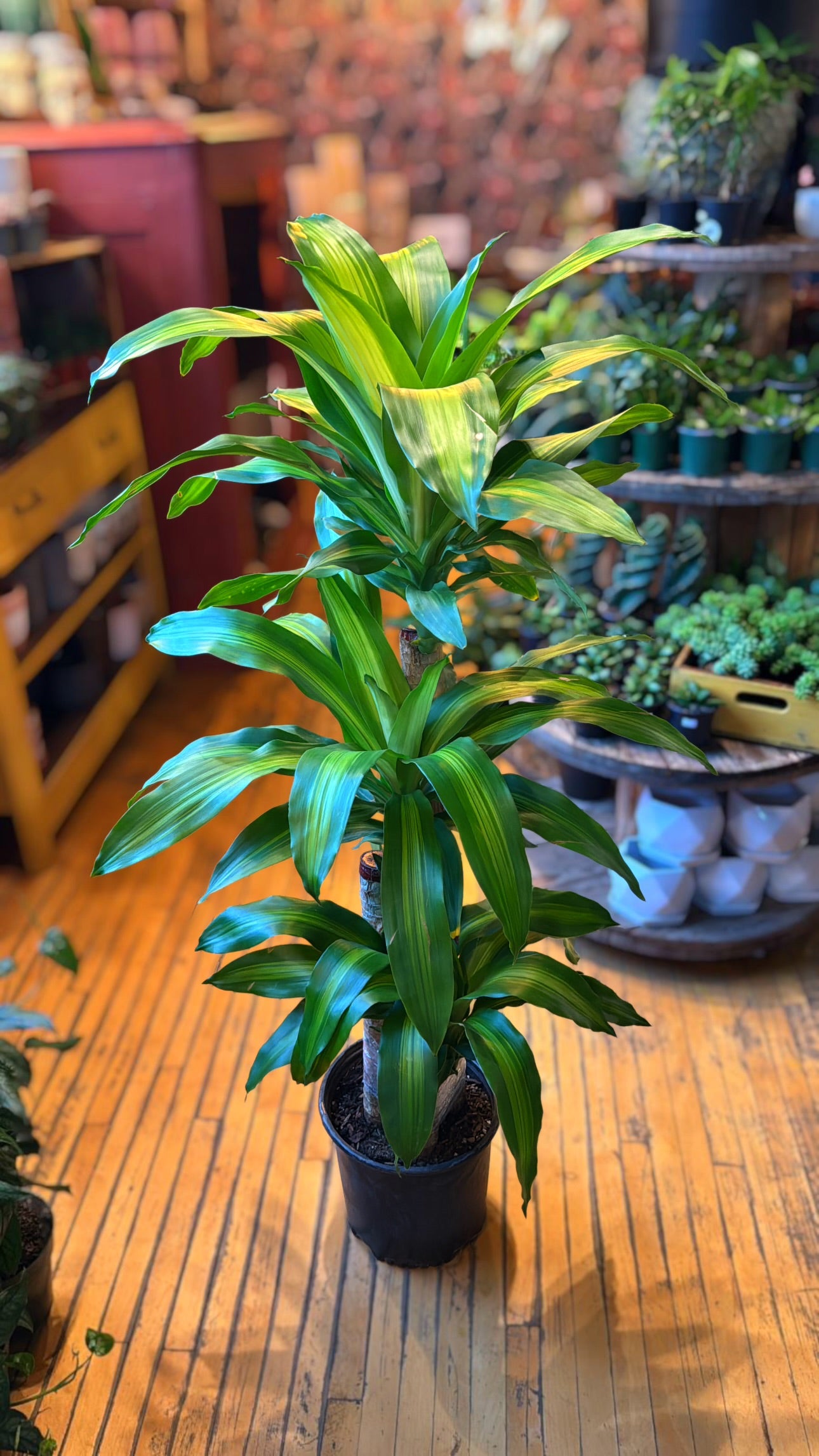 10” 3-2-1 Mass Cane Dracaena