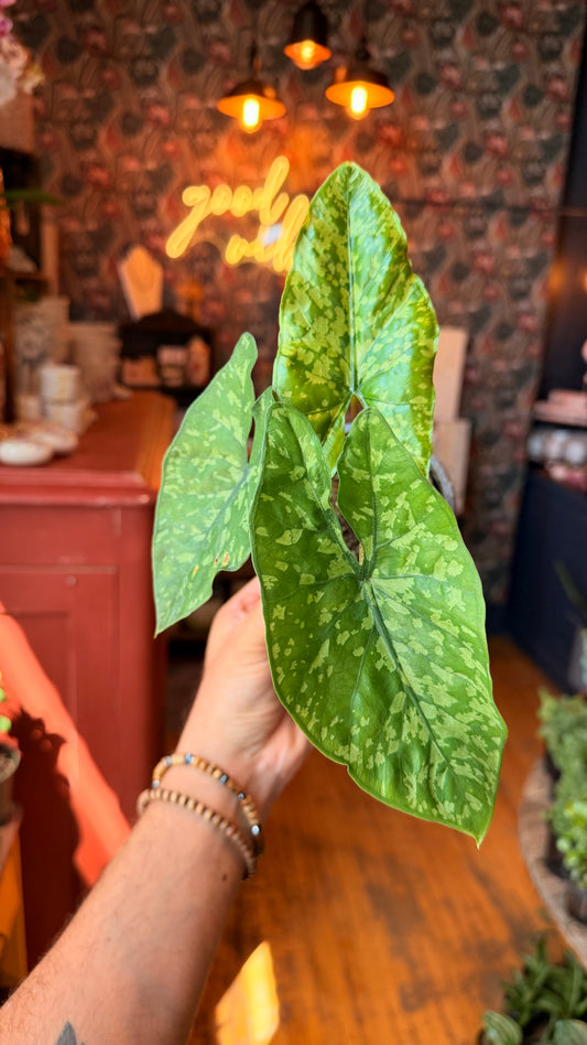 4” Shattered Glass Alocasia