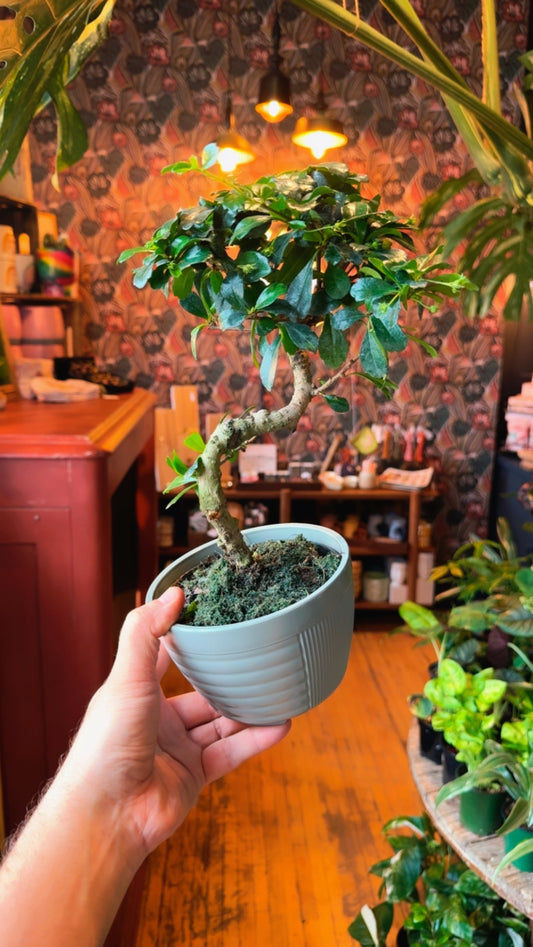 5.5” Fukien Tea ‘S-Shape’ Bonsai