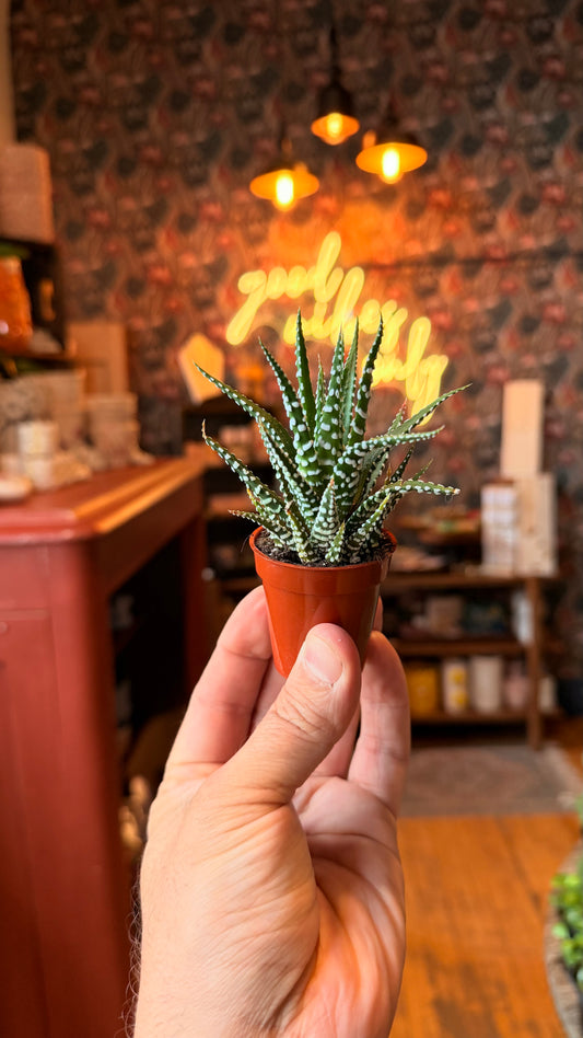 1.5” Zebra Haworthia