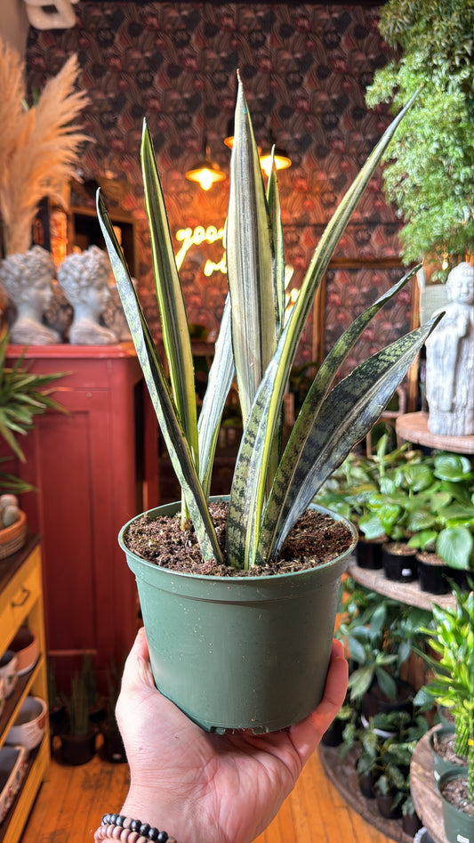 6” Bantel’s Sensation Snake Plant