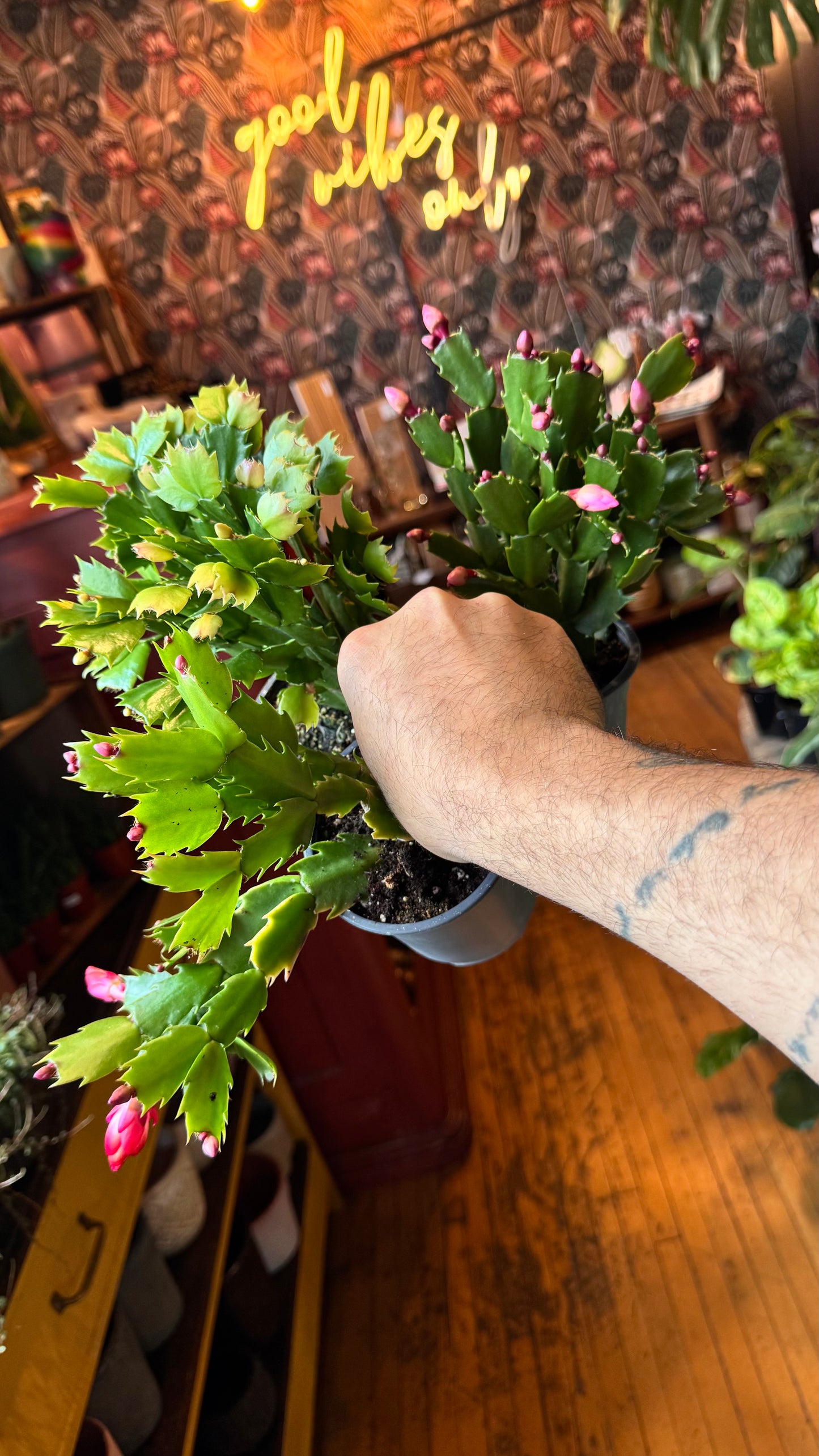 4” Holiday Cactus Assorted