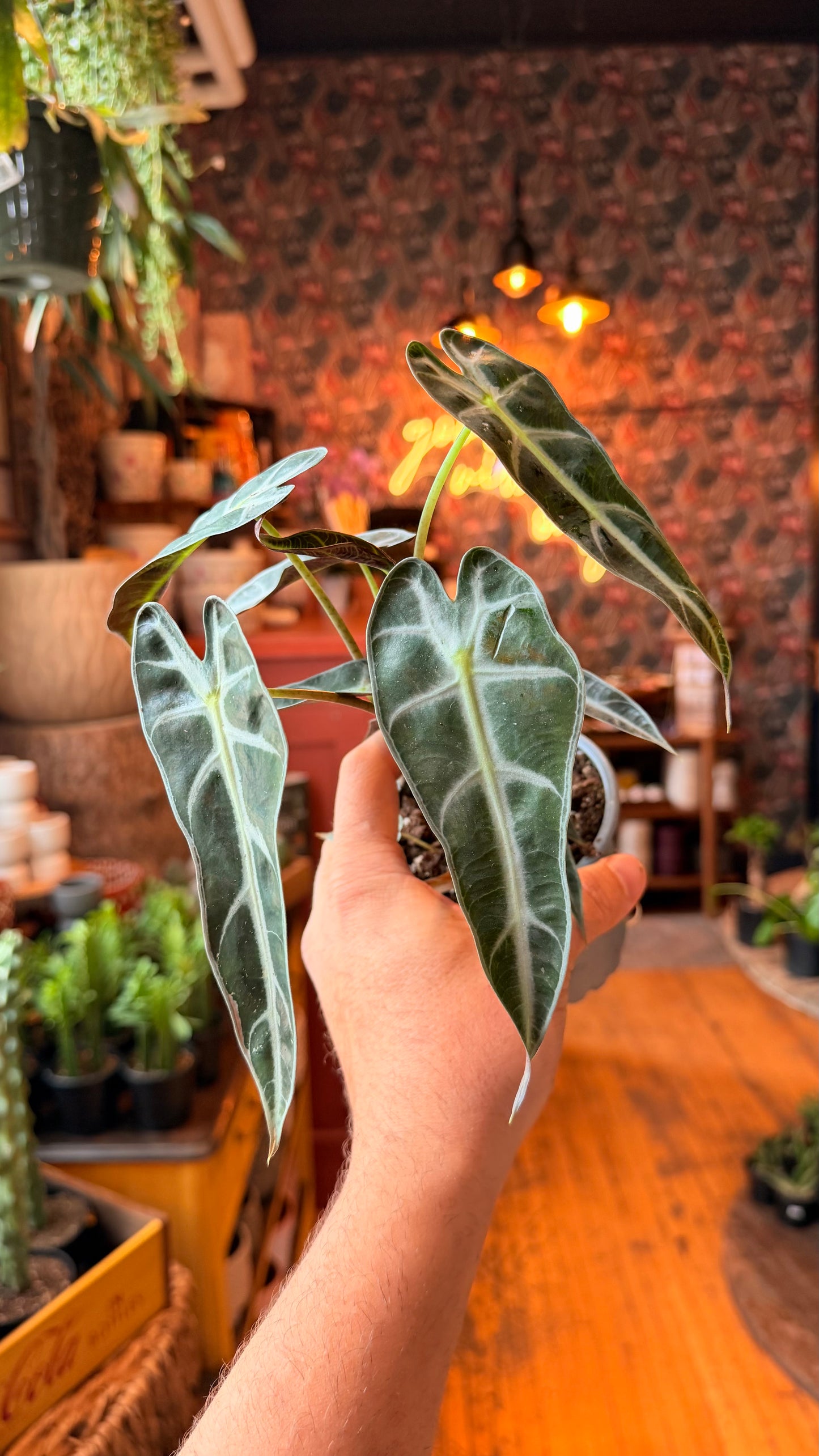 4” Bambino Alocasia