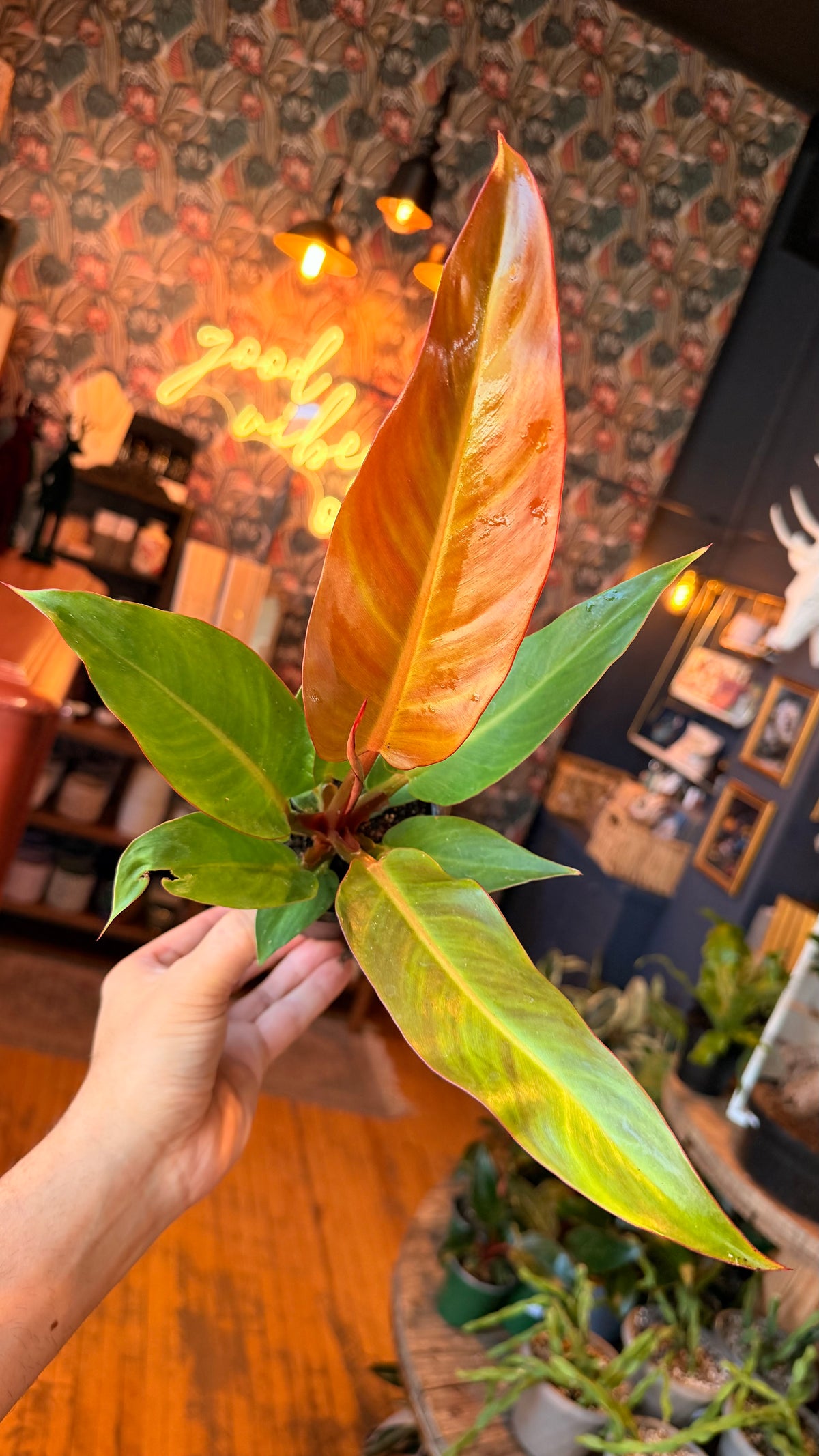 4” Red Sun Philodendron