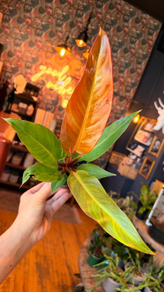 4” Red Sun Philodendron