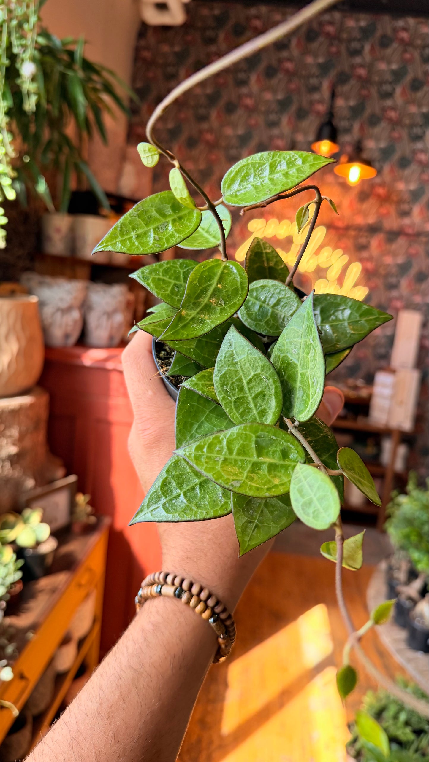4” Black Margin Parasitica Hoya