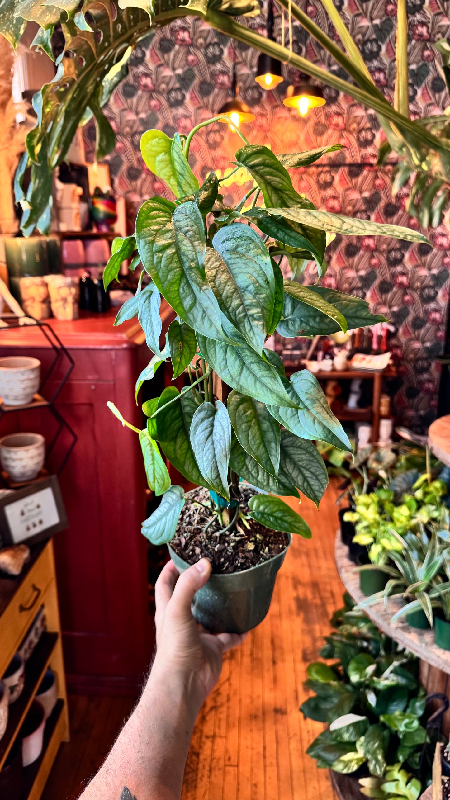 6” Monstera Siltepecana Totem